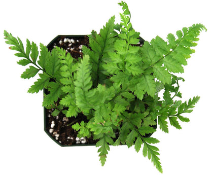 Polystichum tsus-simense 'Korean Rock Fern'