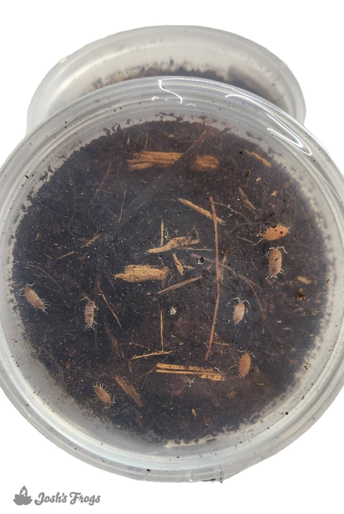 Porcellionides pruinosus 'Orange Cream' Isopods (10 count)