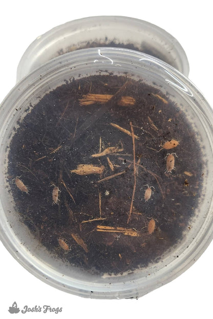 Porcellionides pruinosus 'Orange Cream' Isopods (10 count)