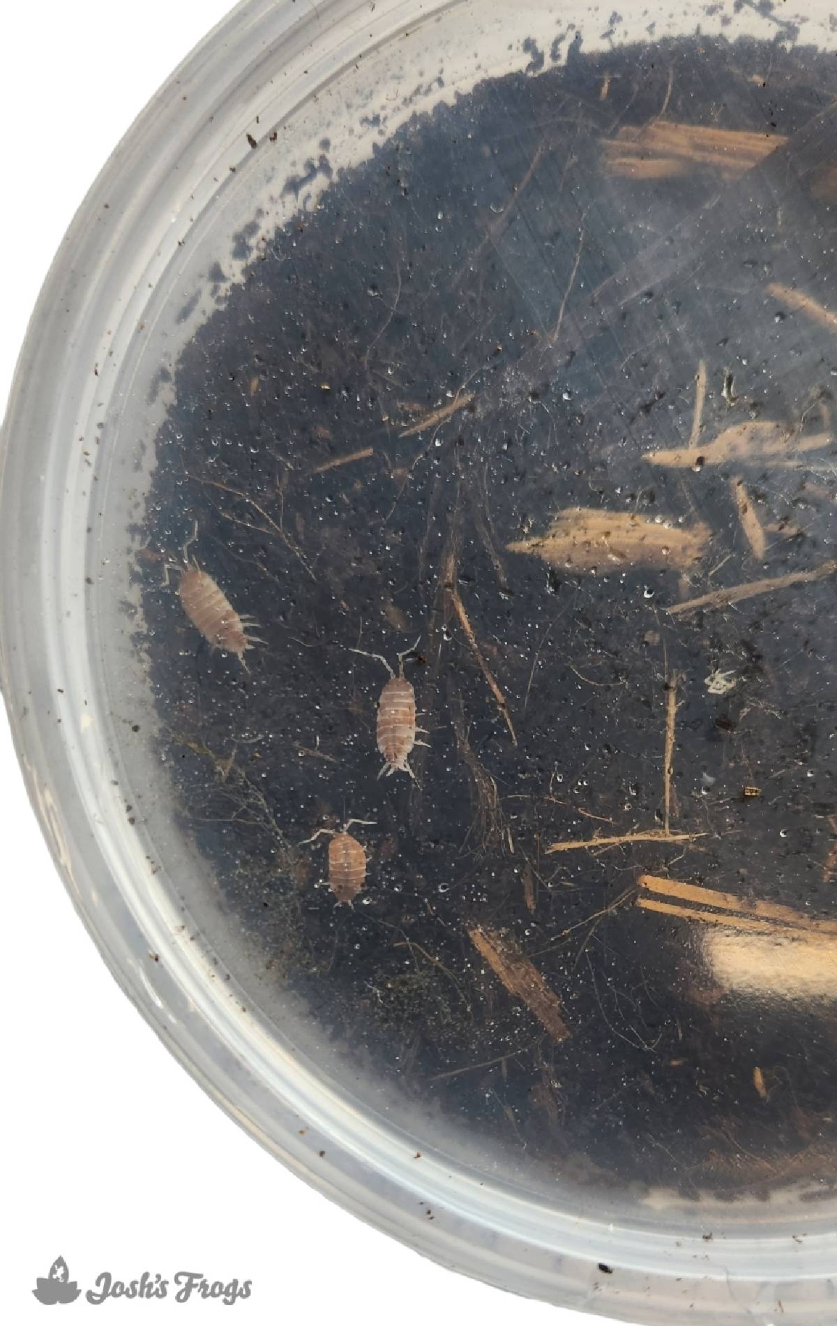 Porcellionides pruinosus 'Orange Cream' Isopods (10 count)