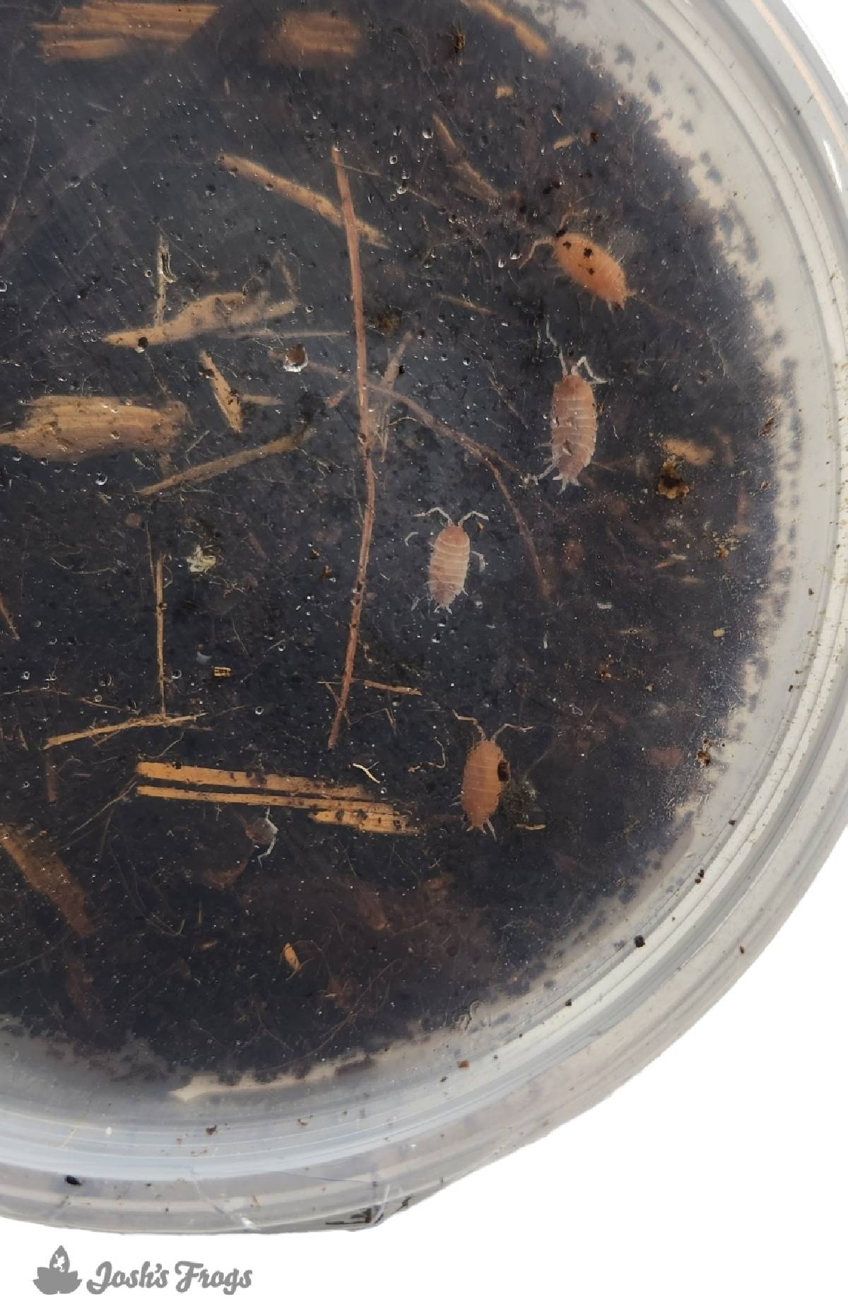 Porcellionides pruinosus 'Orange Cream' Isopods (10 count)