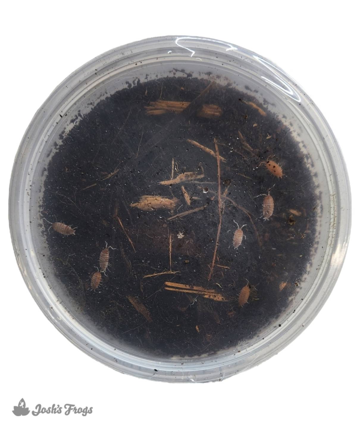 Porcellionides pruinosus 'Orange Cream' Isopods (10 count)