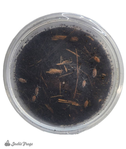 Porcellionides pruinosus 'Orange Cream' Isopods (10 count)