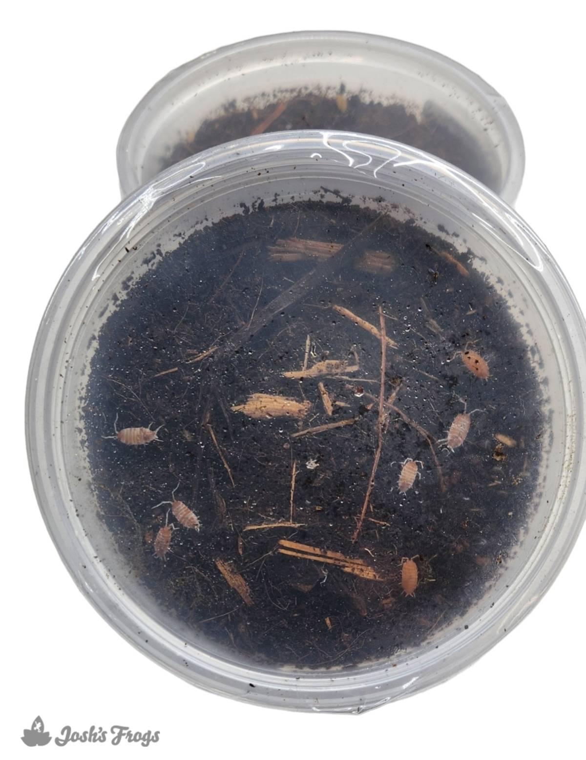 Porcellionides pruinosus 'Orange Cream' Isopods (10 count)