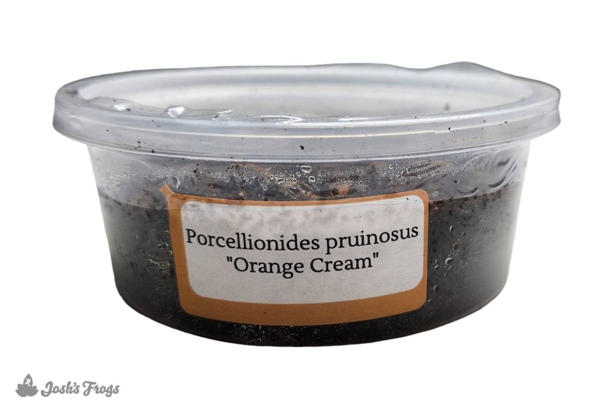 Porcellionides pruinosus 'Orange Cream' Isopods (10 count)
