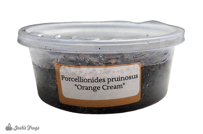 Porcellionides pruinosus 'Orange Cream' Isopods (10 count)