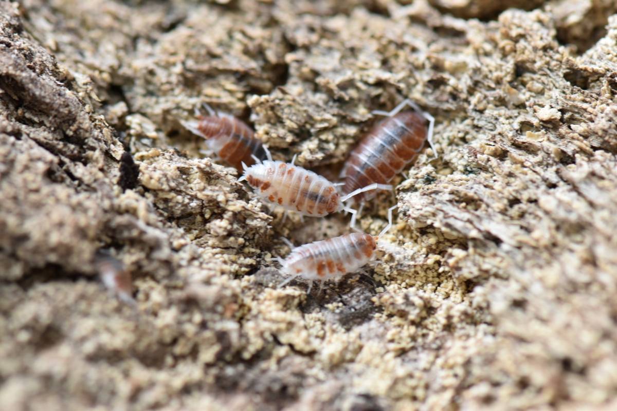 Porcellionides pruinosus 'Orange Cream' Isopods (10 count)