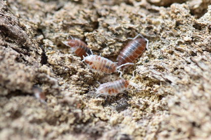 Porcellionides pruinosus 'Orange Cream' Isopods (10 count)