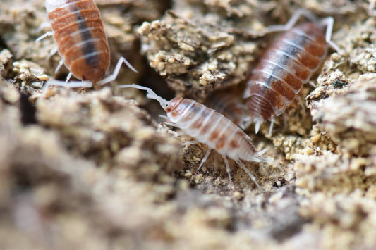 Porcellionides pruinosus 'Orange Cream' Isopods (10 count)