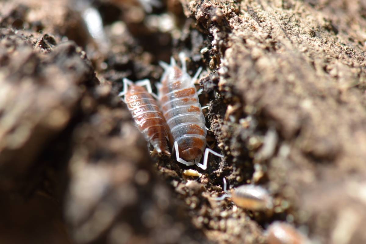 Porcellionides pruinosus 'Orange Cream' Isopods (10 count)