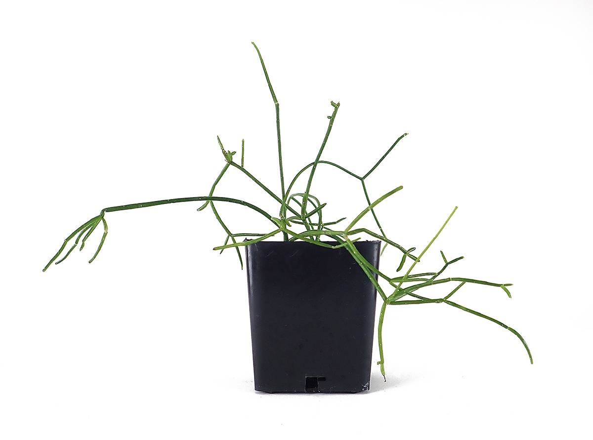 Rhipsalis (Grower's Choice)