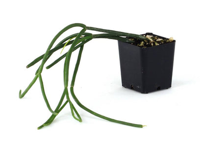 Rhipsalis (Grower's Choice)