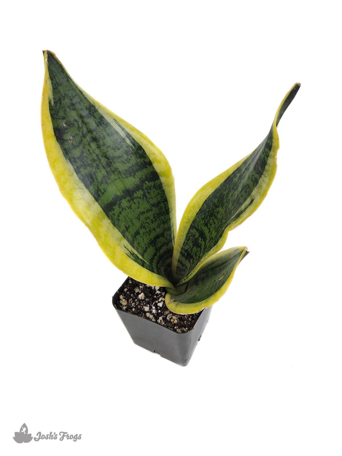 Sansevieria trifasciata 'Futura Superba' - Snake Plant