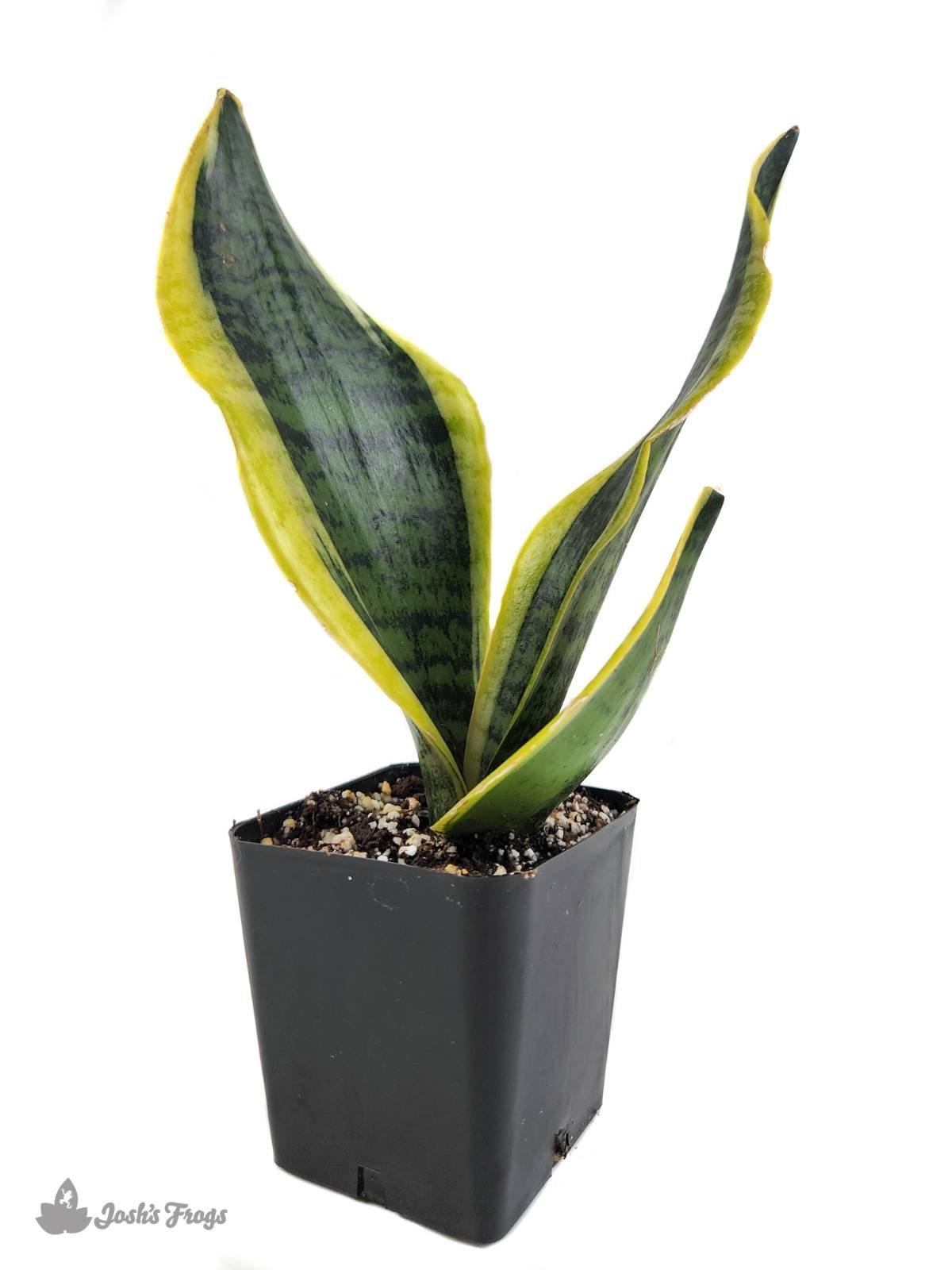 Sansevieria trifasciata 'Futura Superba' - Snake Plant