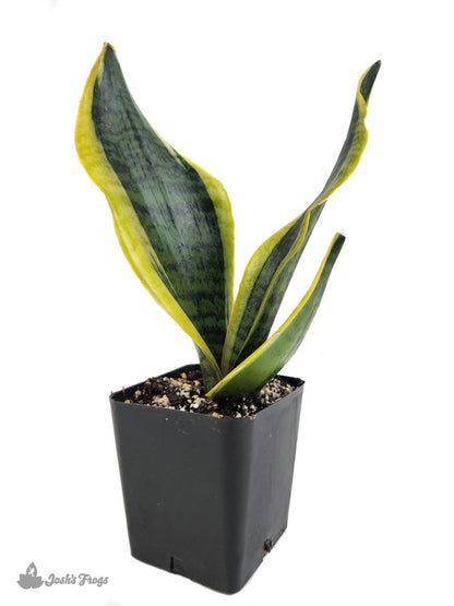 Sansevieria trifasciata 'Futura Superba' - Snake Plant