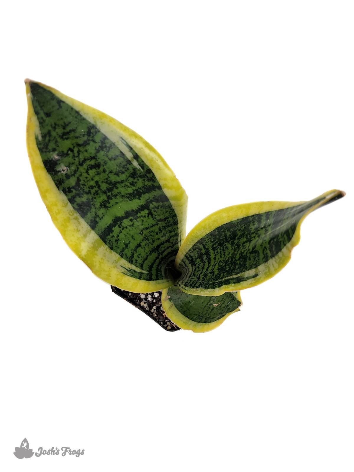 Sansevieria trifasciata 'Futura Superba' - Snake Plant