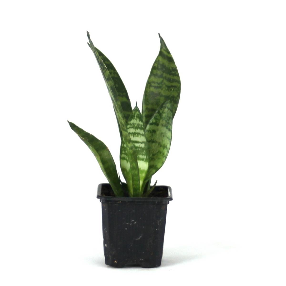 Sansevieria zeylanica 'Mother-in-Law's Tongue'