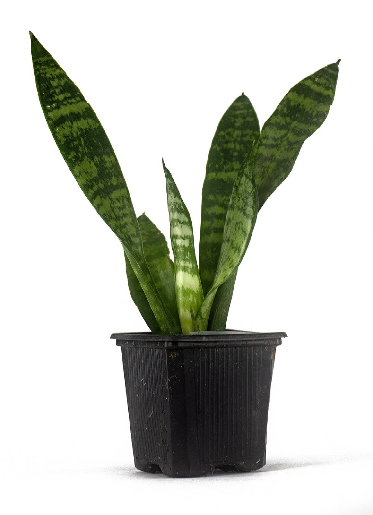 Sansevieria zeylanica 'Mother-in-Law's Tongue'