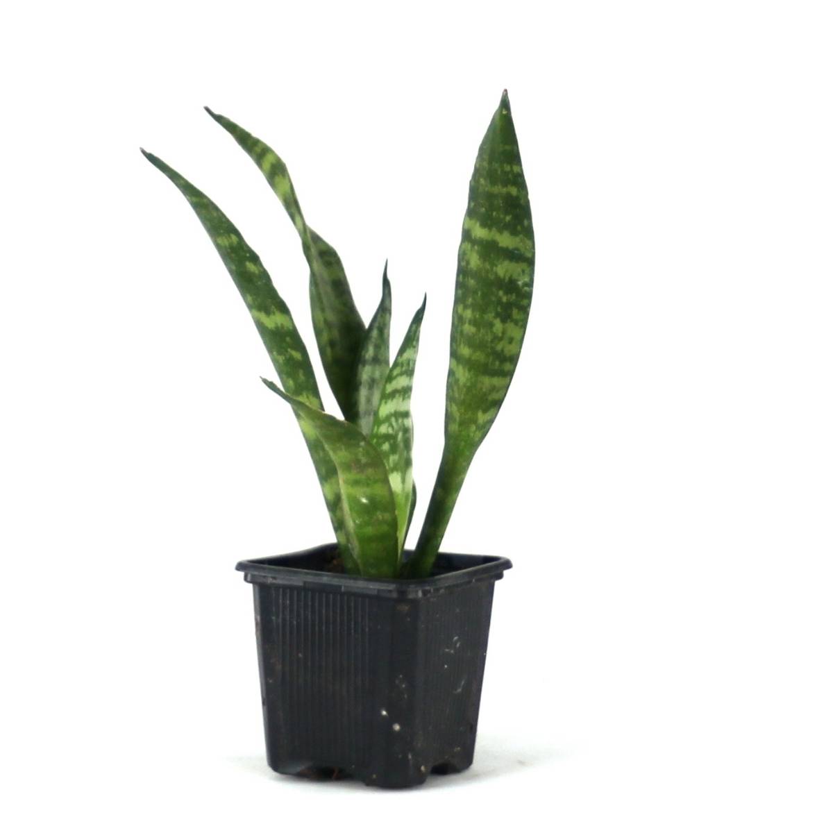 Sansevieria zeylanica 'Mother-in-Law's Tongue'