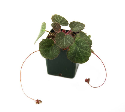 Saxifraga stolonifera 'Strawberry Begonia'