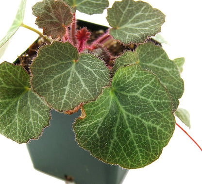 Saxifraga stolonifera 'Strawberry Begonia'