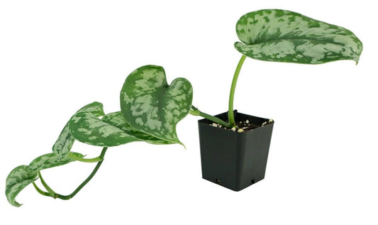 Scindapsus pictus - (Grower's Choice)