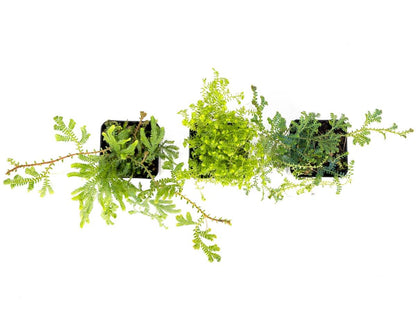 Selaginella (Grower's Choice)