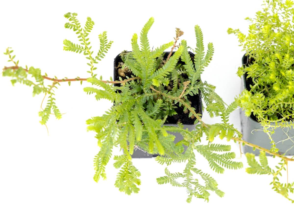 Selaginella (Grower's Choice)