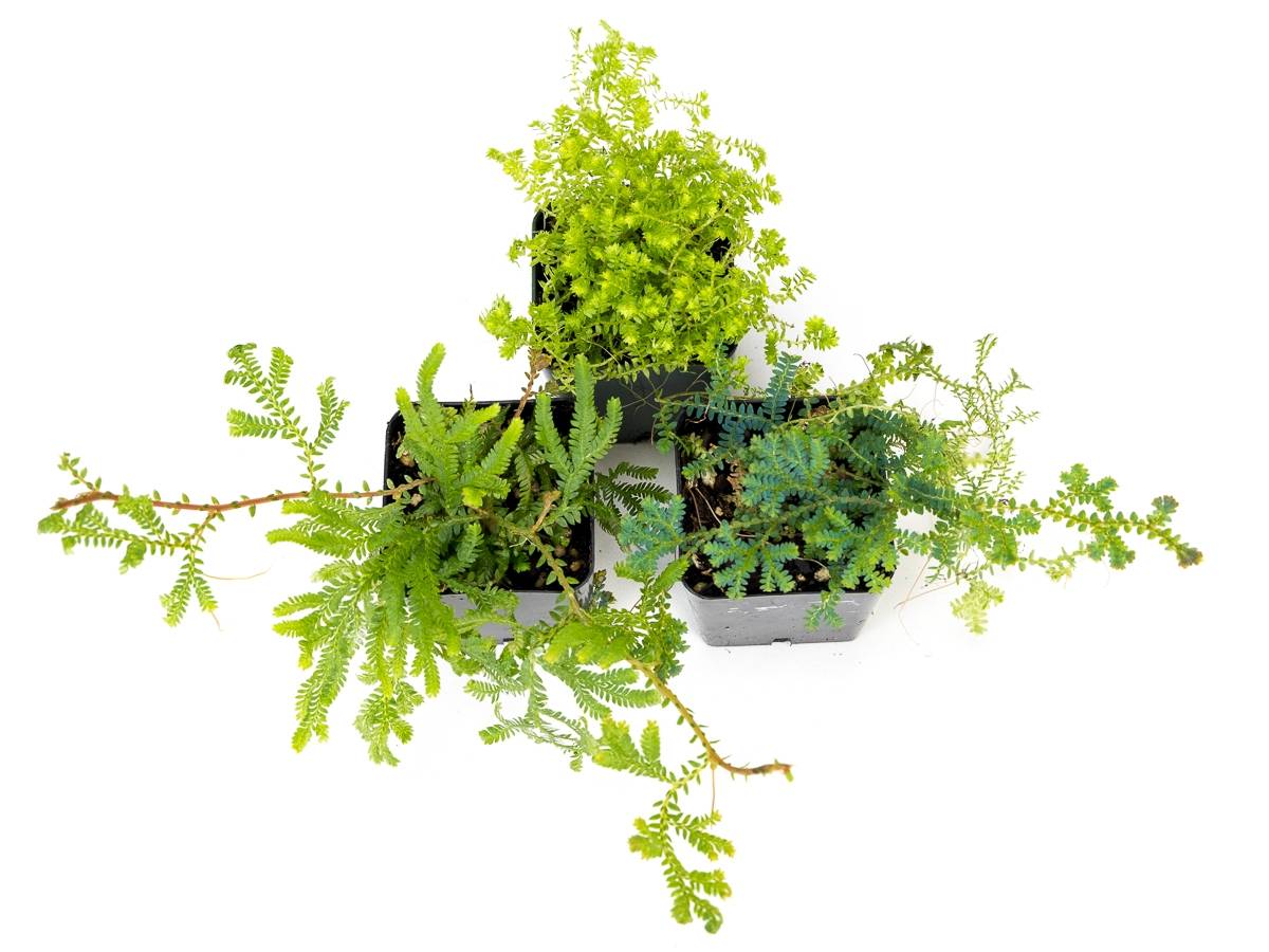 Selaginella (Grower's Choice)