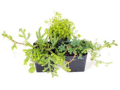 Selaginella (Grower's Choice)