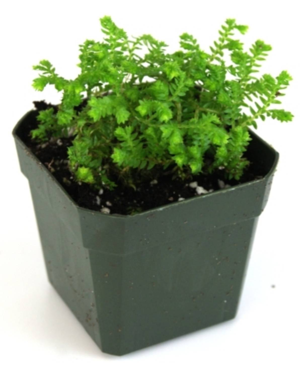 Selaginella (Grower's Choice)