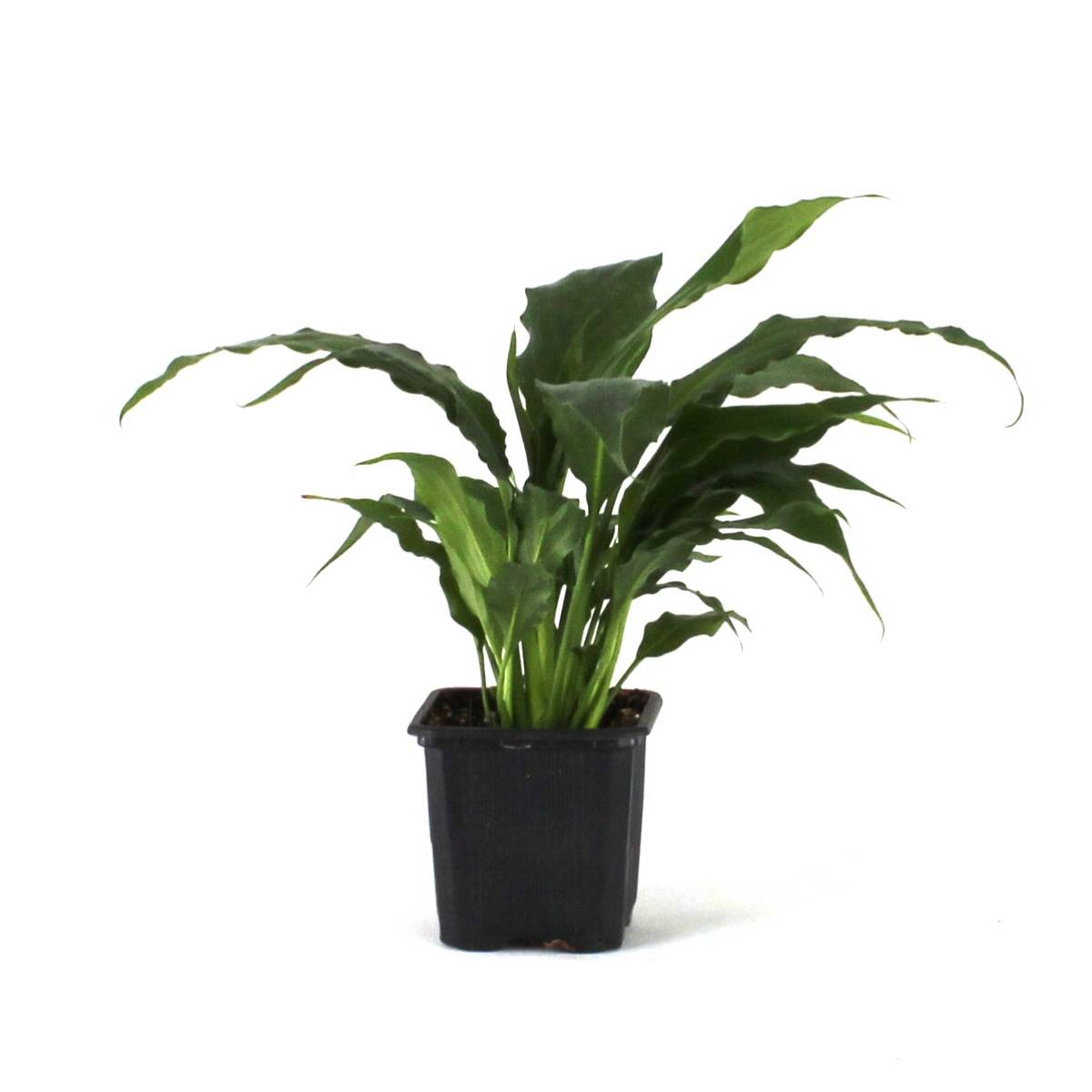 Spathiphyllum 'Sweet Pablo' PP10817