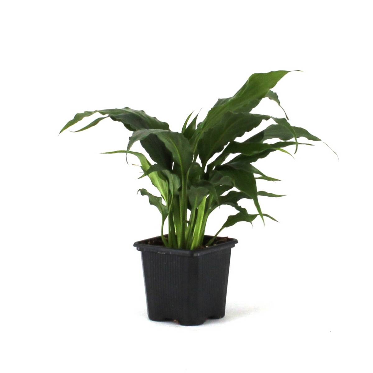 Spathiphyllum 'Sweet Pablo' PP10817