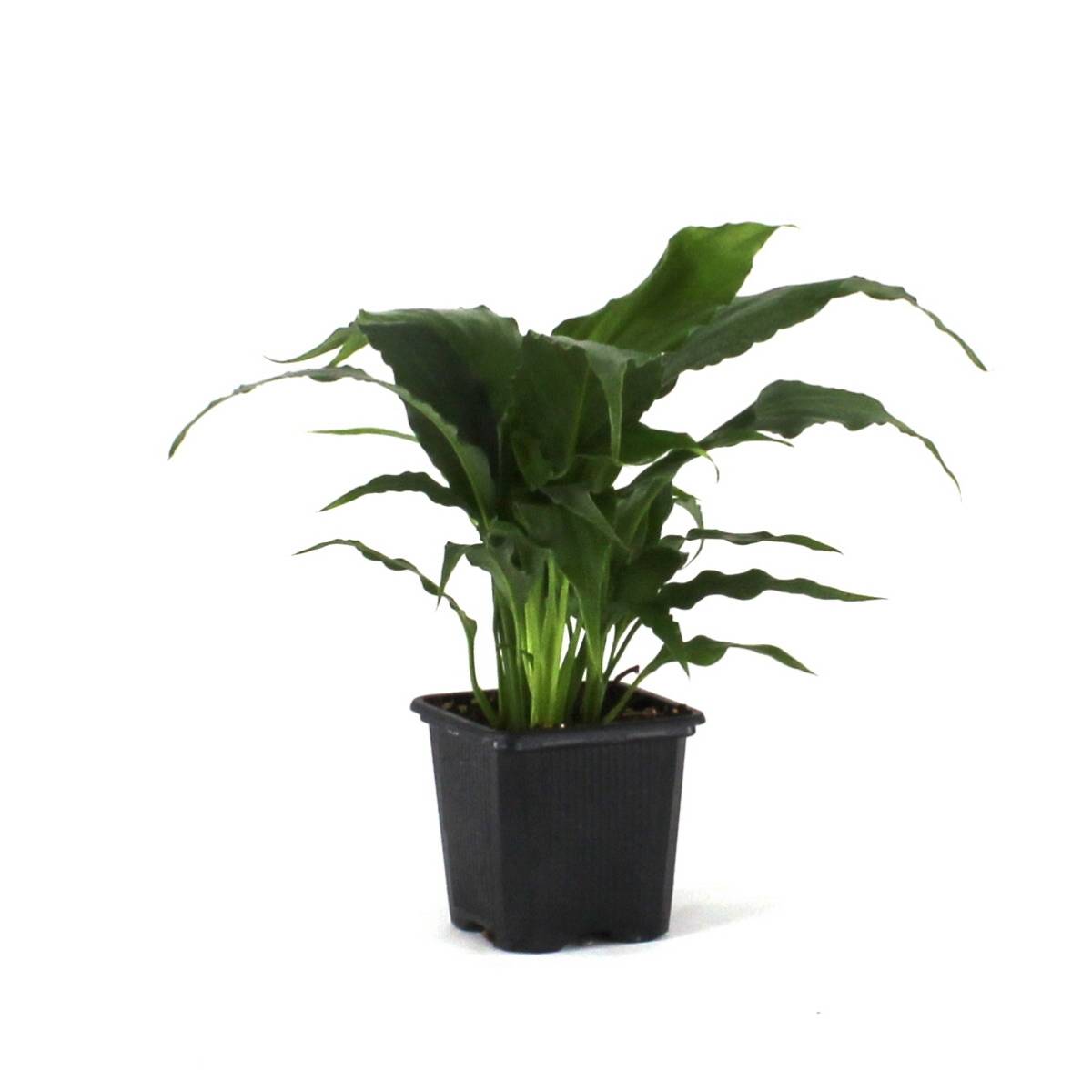 Spathiphyllum 'Sweet Pablo' PP10817