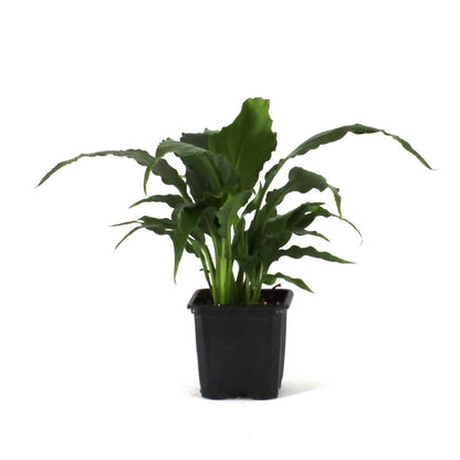 Spathiphyllum 'Sweet Pablo' PP10817