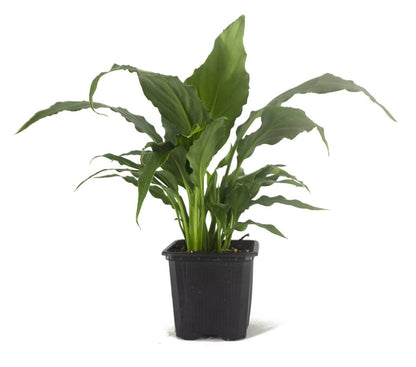 Spathiphyllum 'Sweet Pablo' PP10817