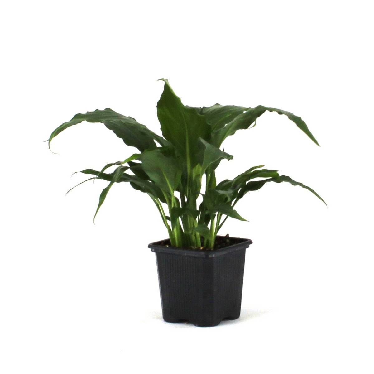 Spathiphyllum 'Sweet Pablo' PP10817