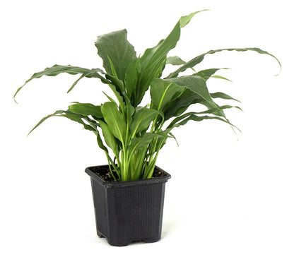 Spathiphyllum 'Sweet Pablo' PP10817