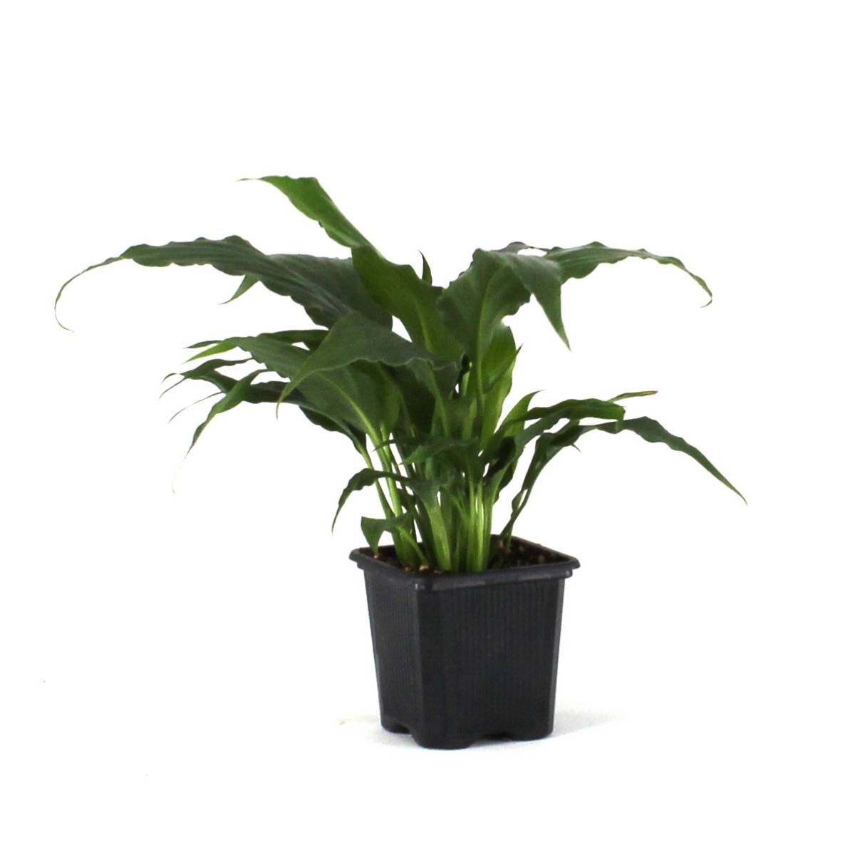 Spathiphyllum 'Sweet Pablo' PP10817