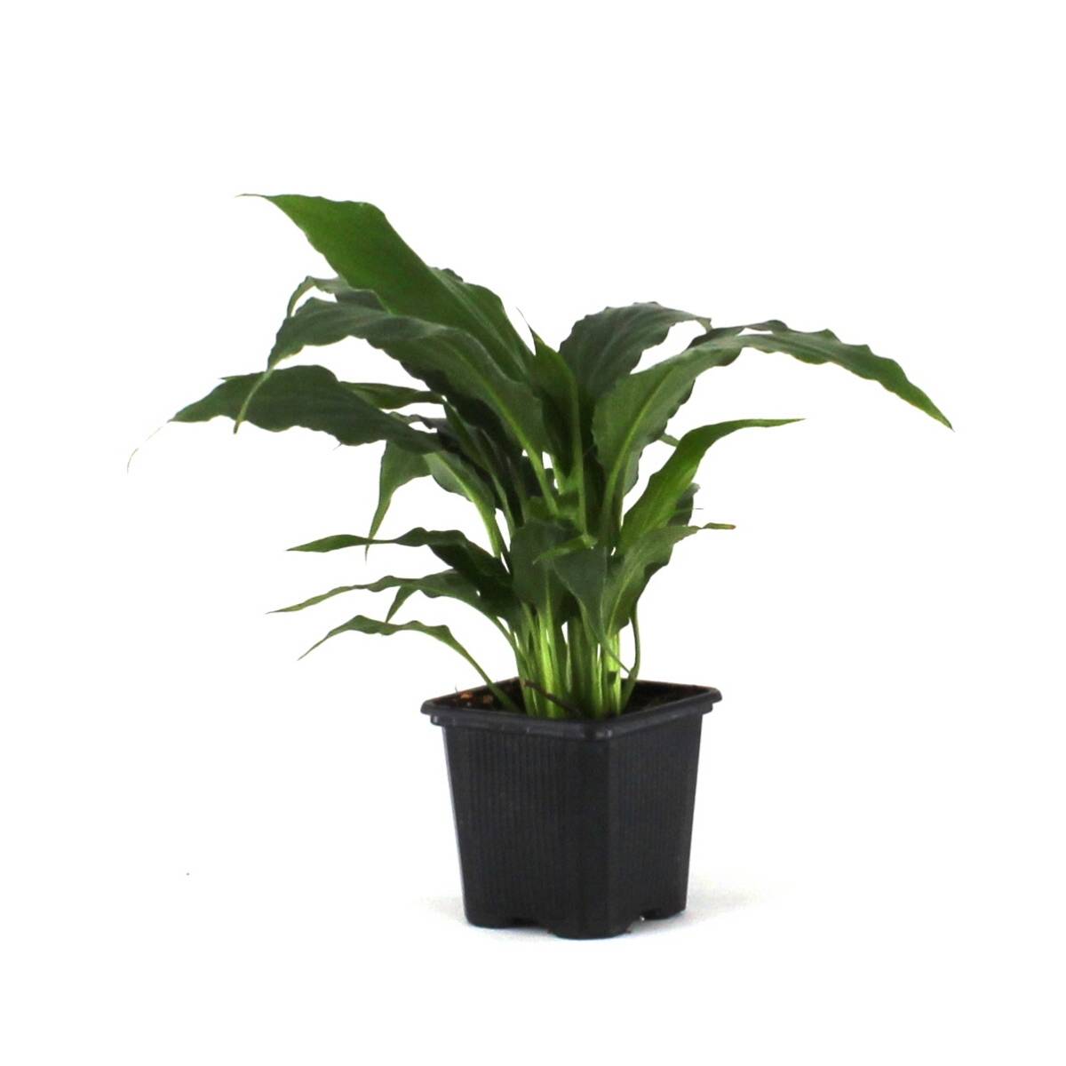 Spathiphyllum 'Sweet Pablo' PP10817