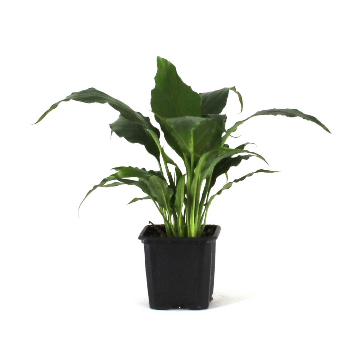 Spathiphyllum 'Sweet Pablo' PP10817