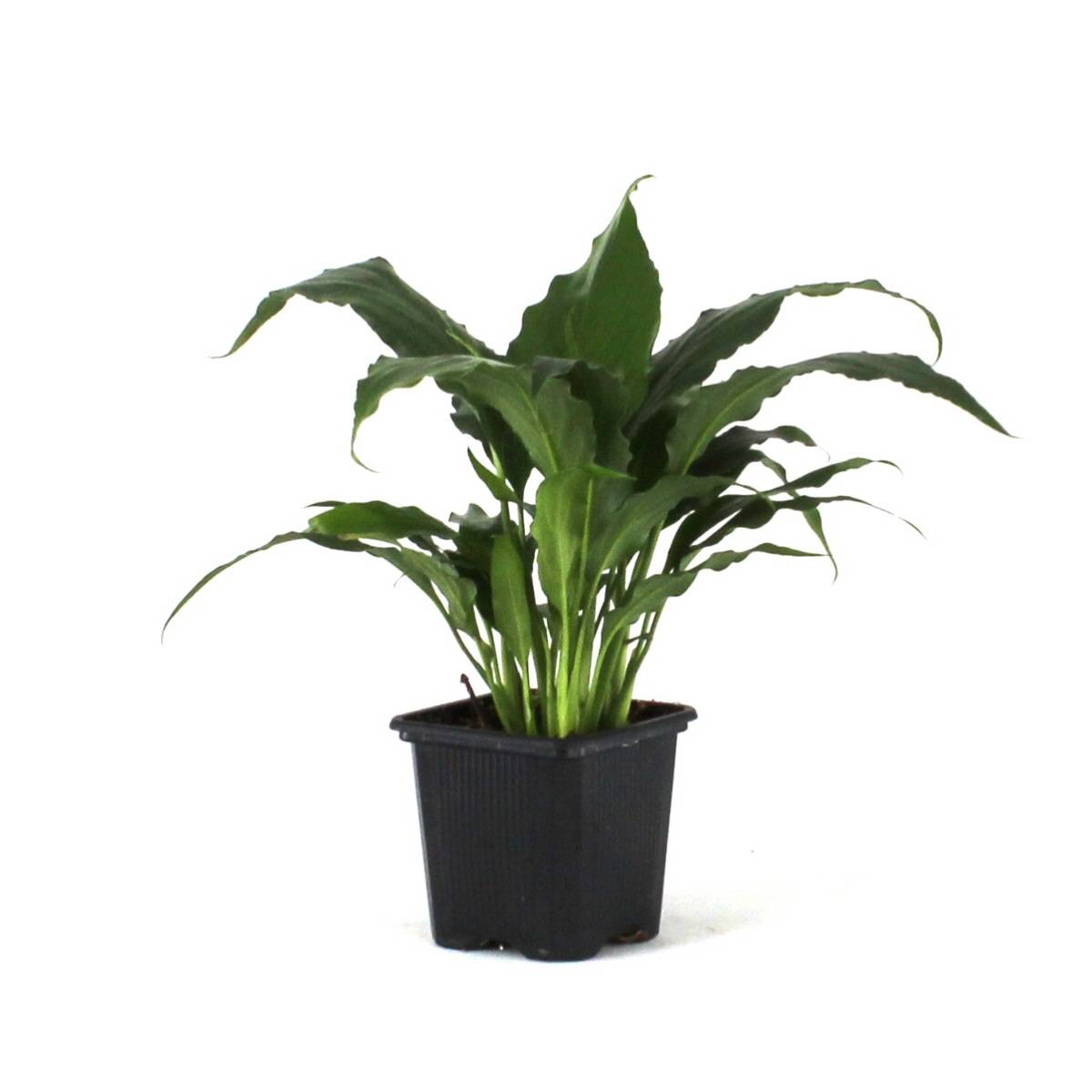 Spathiphyllum 'Sweet Pablo' PP10817