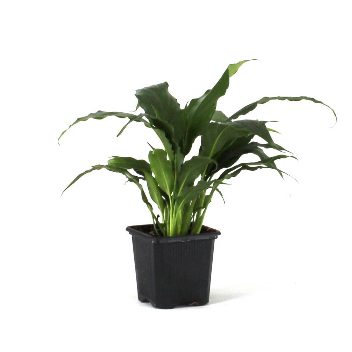 Spathiphyllum 'Sweet Pablo' PP10817