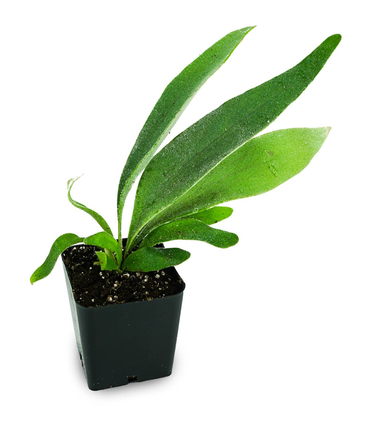 Platycerium veitchii 'Lemoinei' - French Staghorn Fern