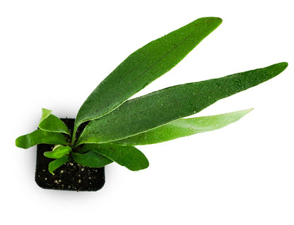 Platycerium veitchii 'Lemoinei' - French Staghorn Fern