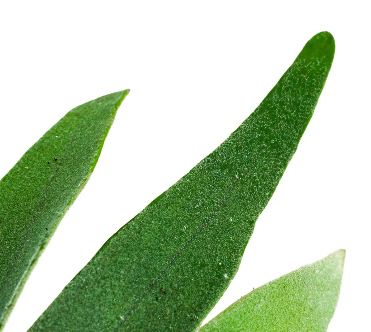 Platycerium veitchii 'Lemoinei' - French Staghorn Fern