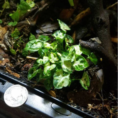 Syngonium podophyllum 'Mini Pixie' - Super Dwarf Butterfly Plant