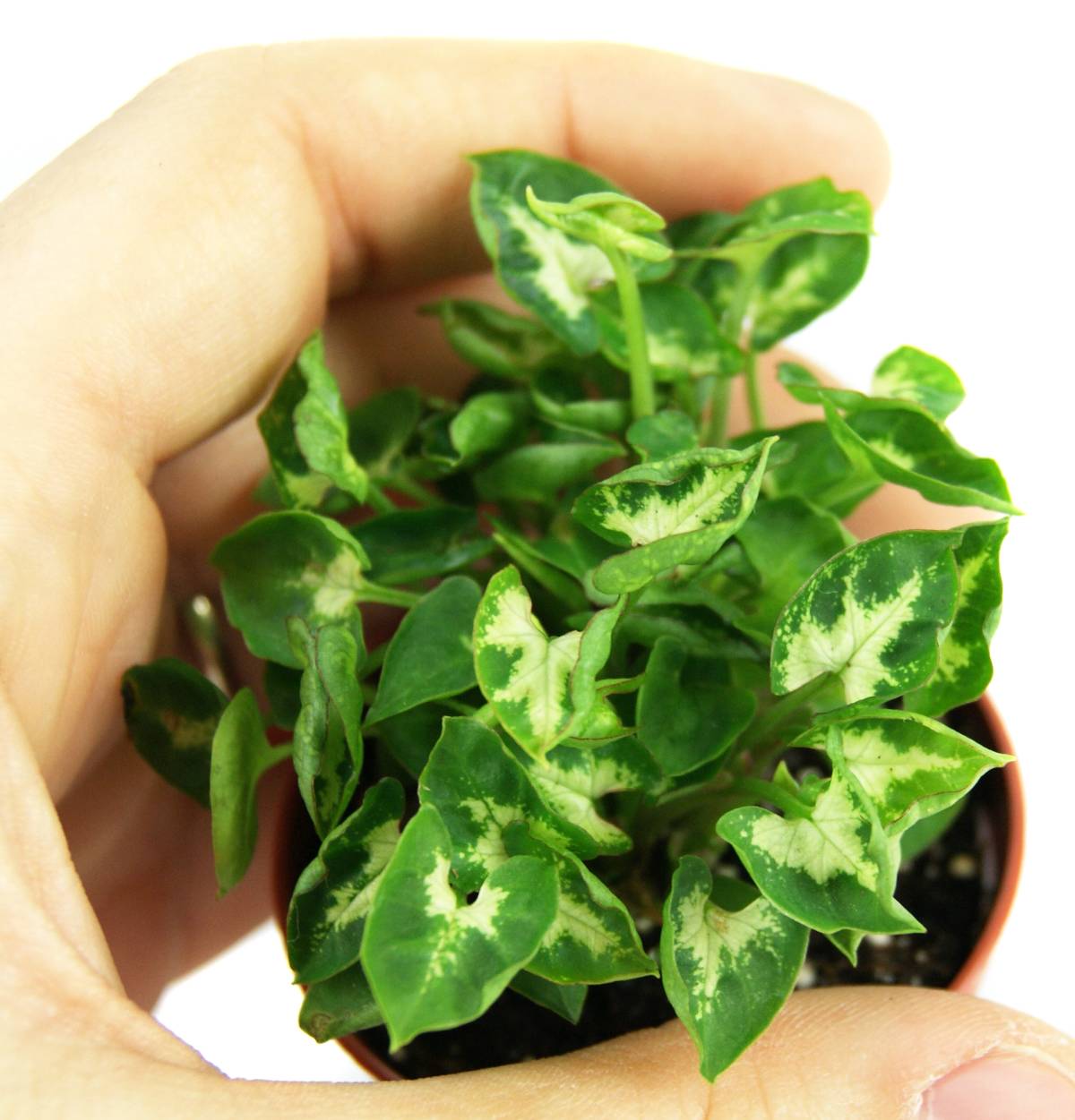 Syngonium podophyllum 'Mini Pixie' - Super Dwarf Butterfly Plant