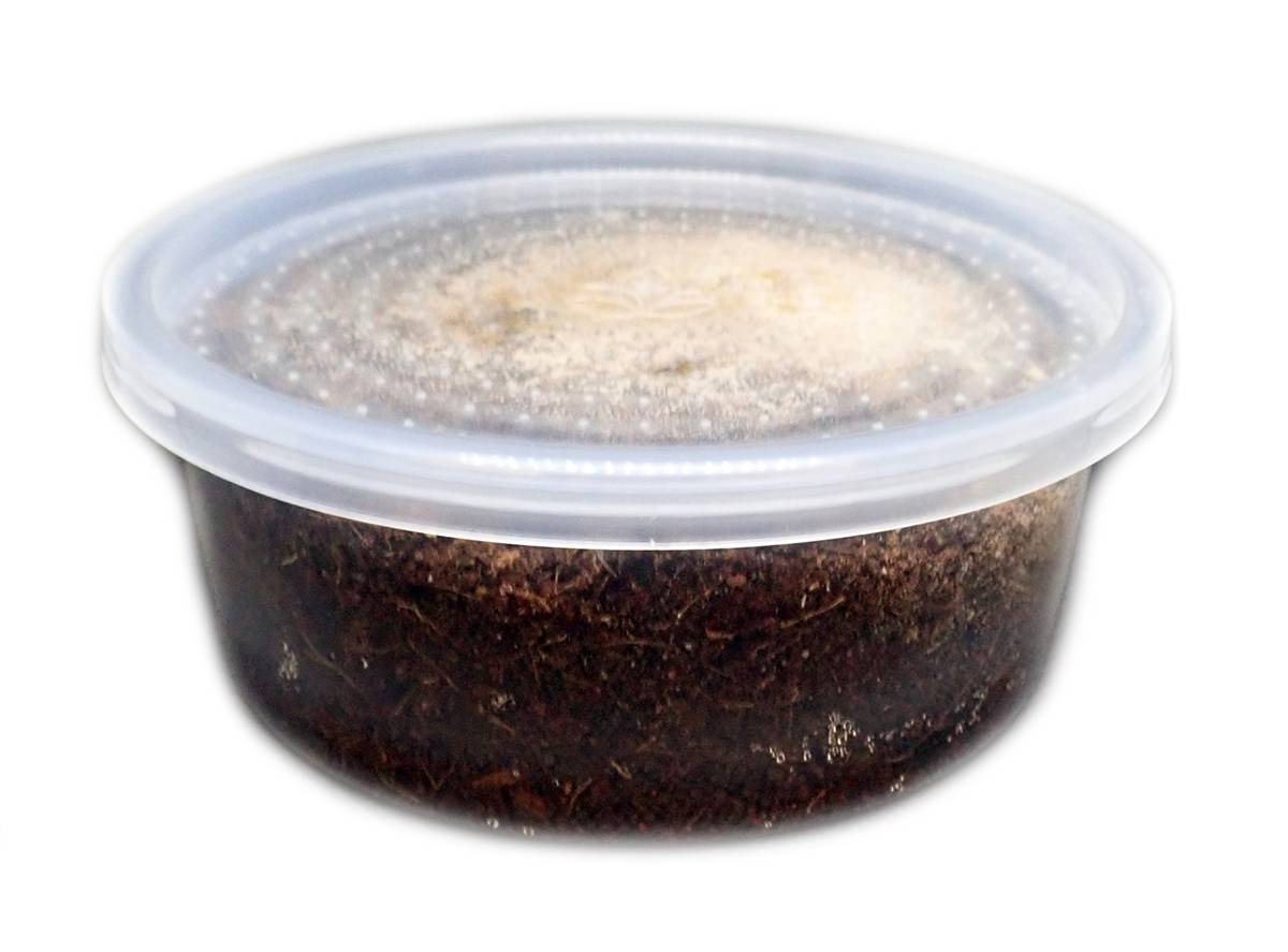 Temperate Springtail (Collembola) 8 oz Culture