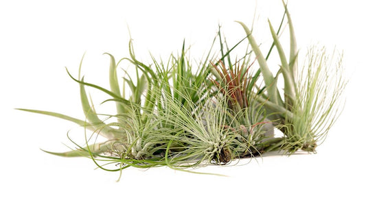Tillandsia Air Plant Growers Choice (2-6 inches)